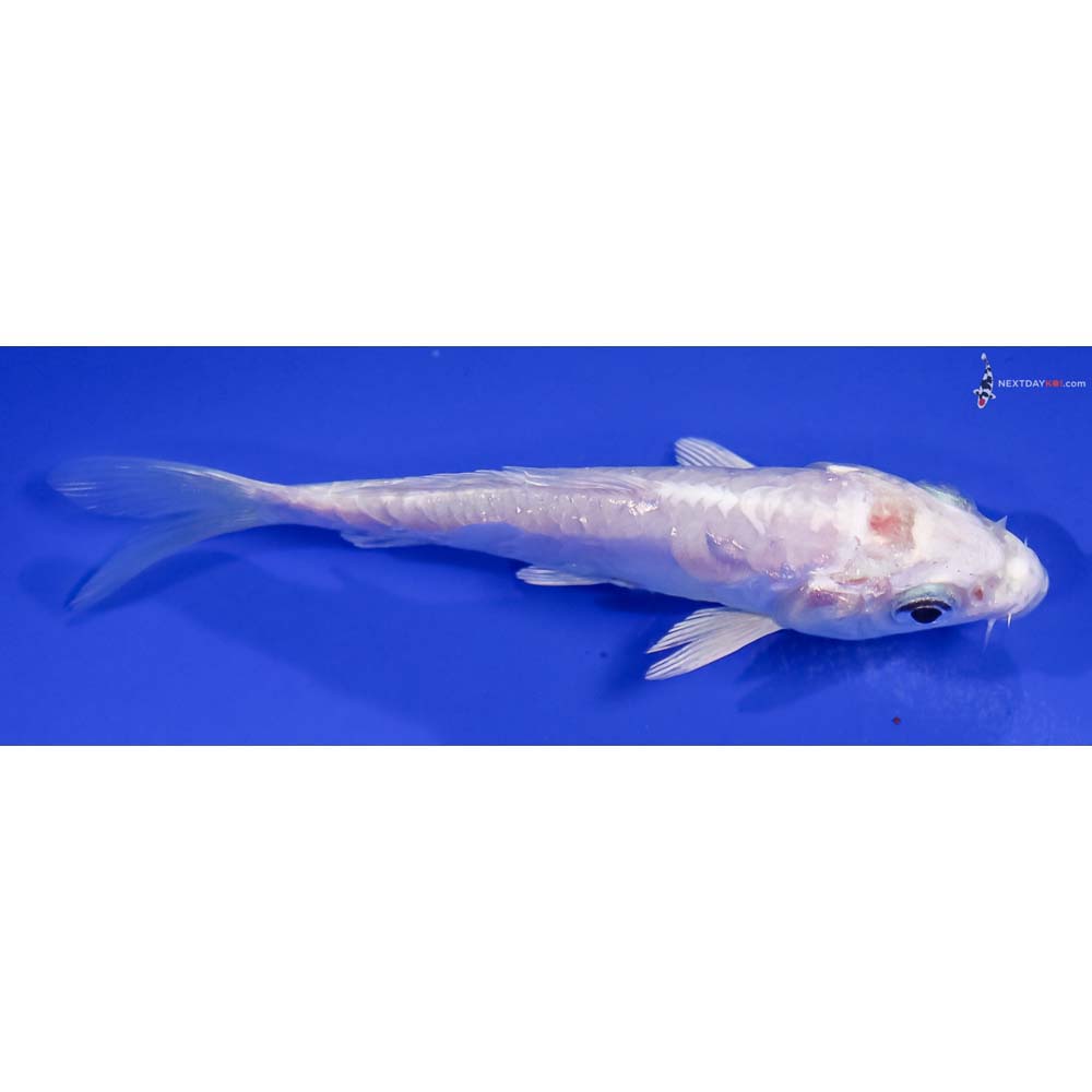 4” Imported Doitsu Platinum Ogon
