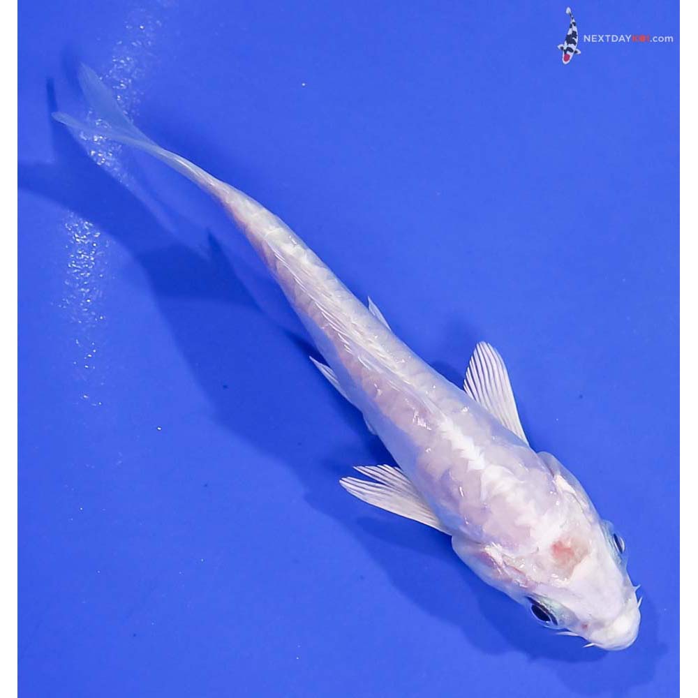 4” Imported Doitsu Platinum Ogon