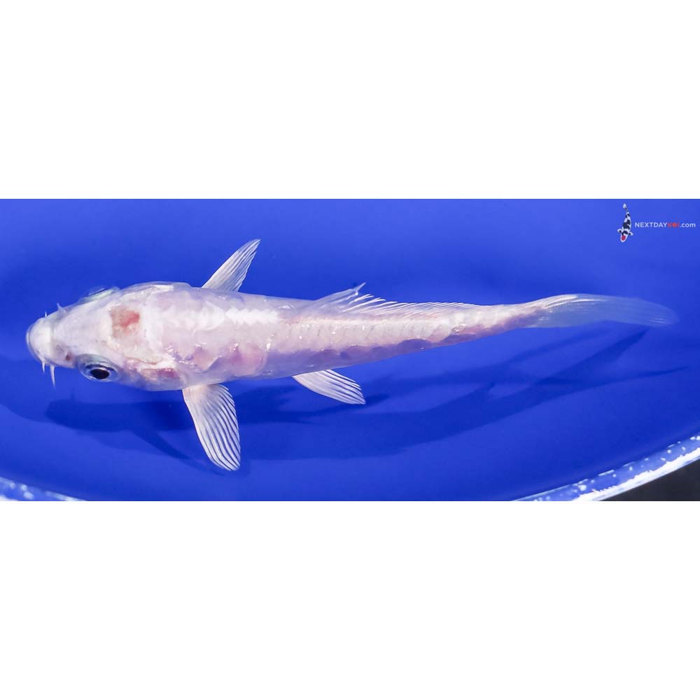 4” Imported Doitsu Platinum Ogon