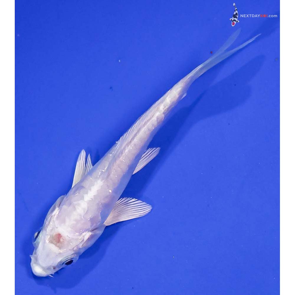 4” Imported Doitsu Platinum Ogon