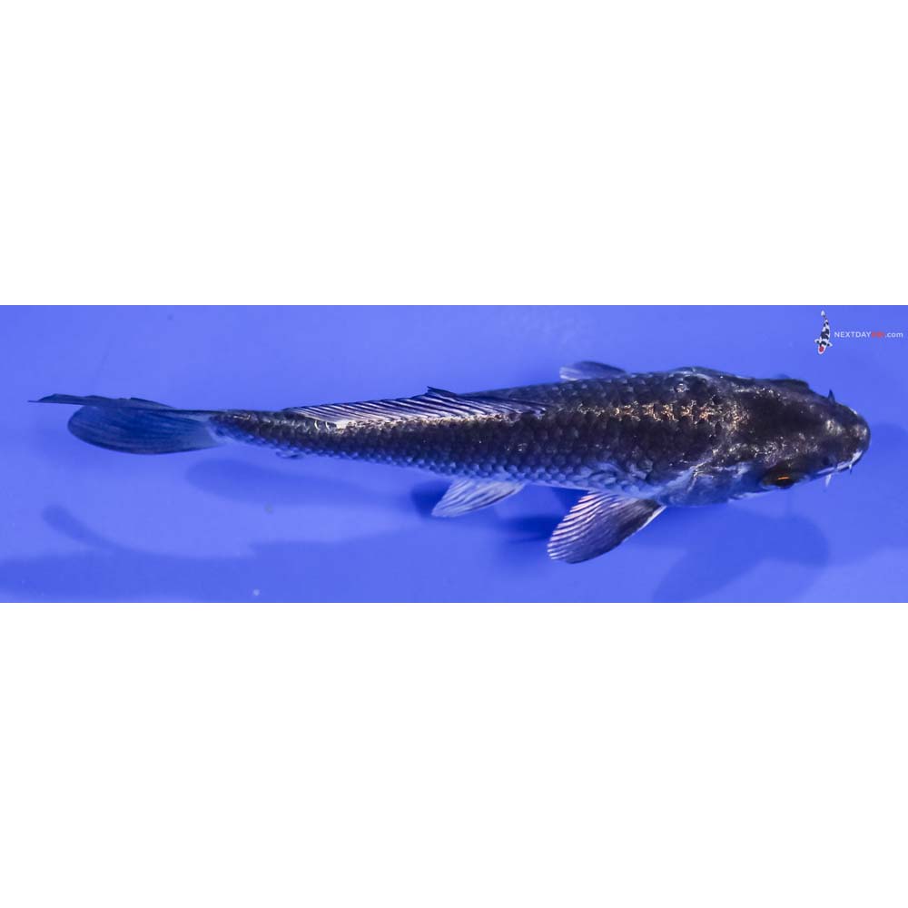 4.5” Imported Gin Matsuba