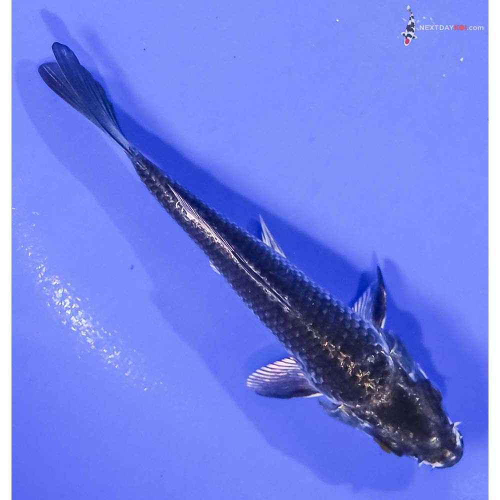 4.5” Imported Gin Matsuba