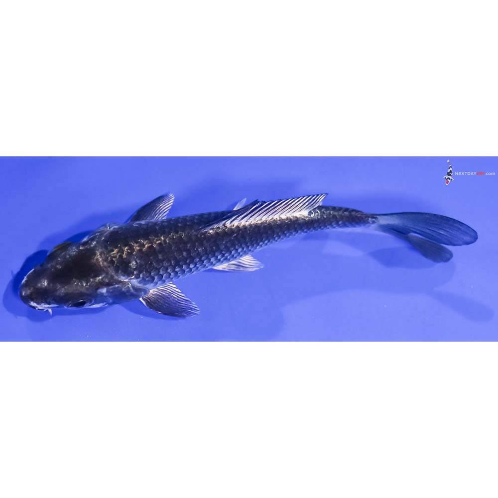 4.5” Imported Gin Matsuba