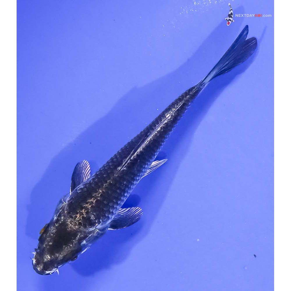 4.5” Imported Gin Matsuba