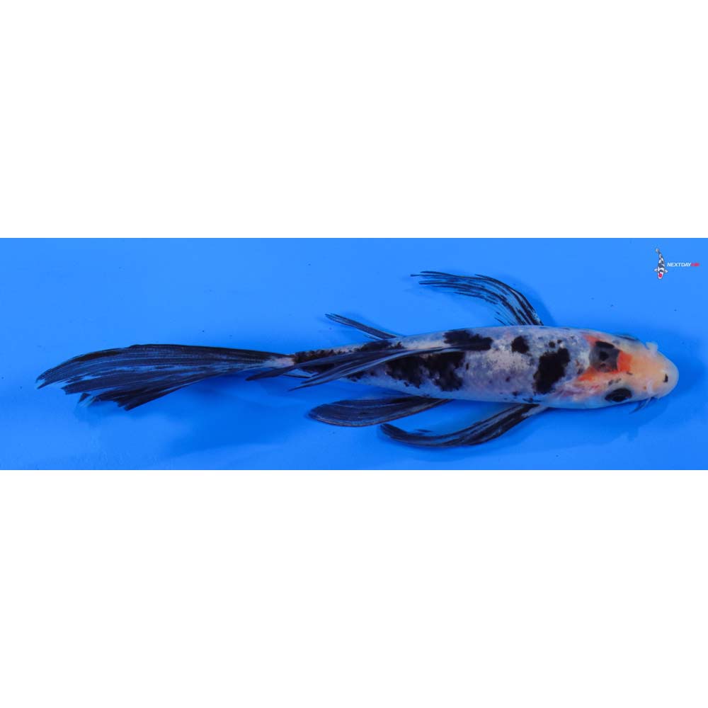 6” Imported Sanke Butterfly Koi