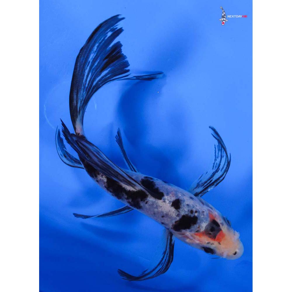 6” Imported Sanke Butterfly Koi
