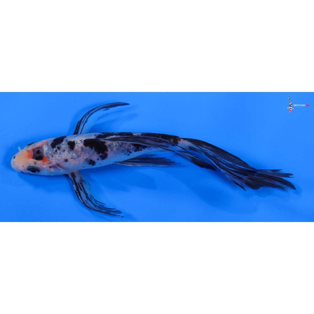 6” Imported Sanke Butterfly Koi