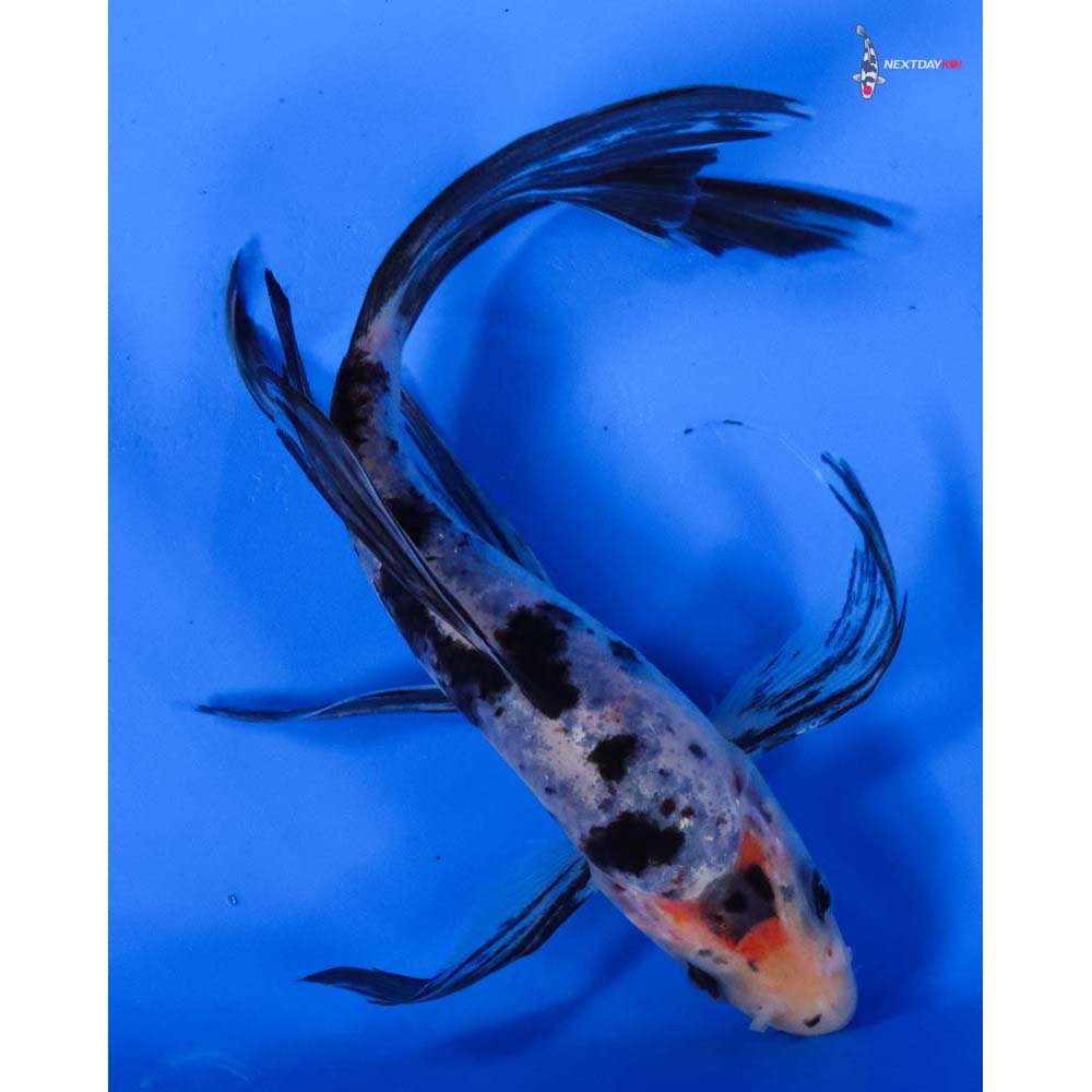 6” Imported Sanke Butterfly Koi
