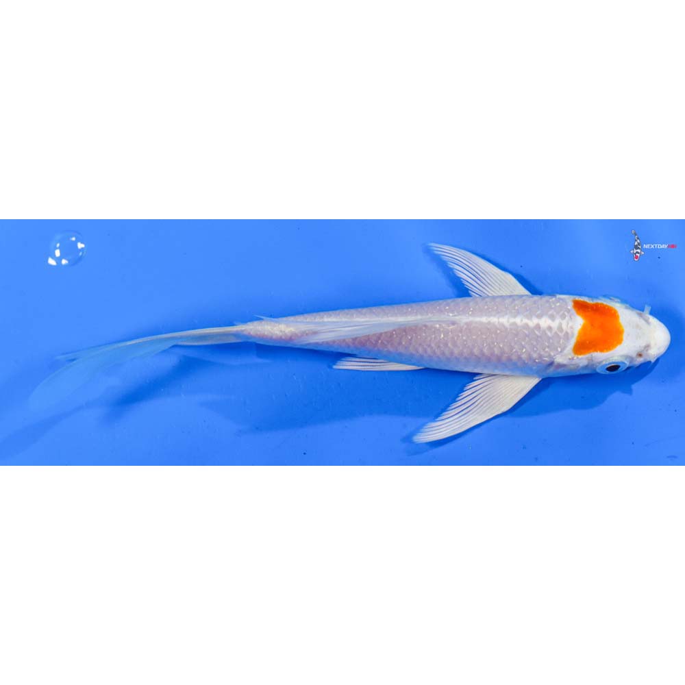 6” Imported Hariwake Butterfly Koi