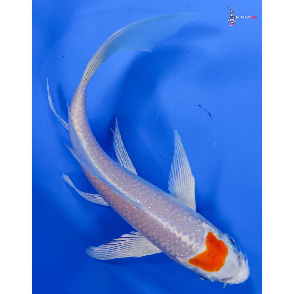 6” Imported Hariwake Butterfly Koi
