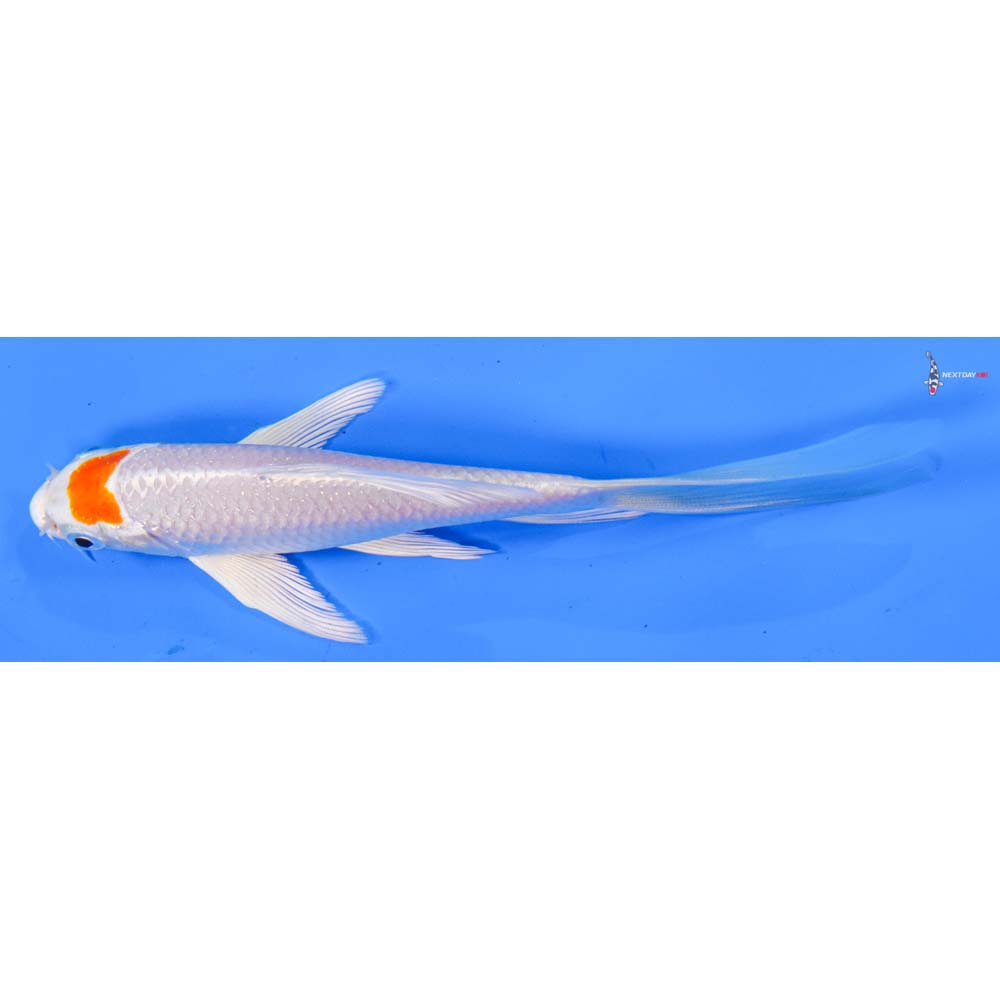 6” Imported Hariwake Butterfly Koi