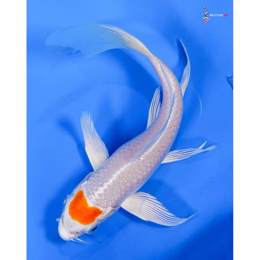 6” Imported Hariwake Butterfly Koi
