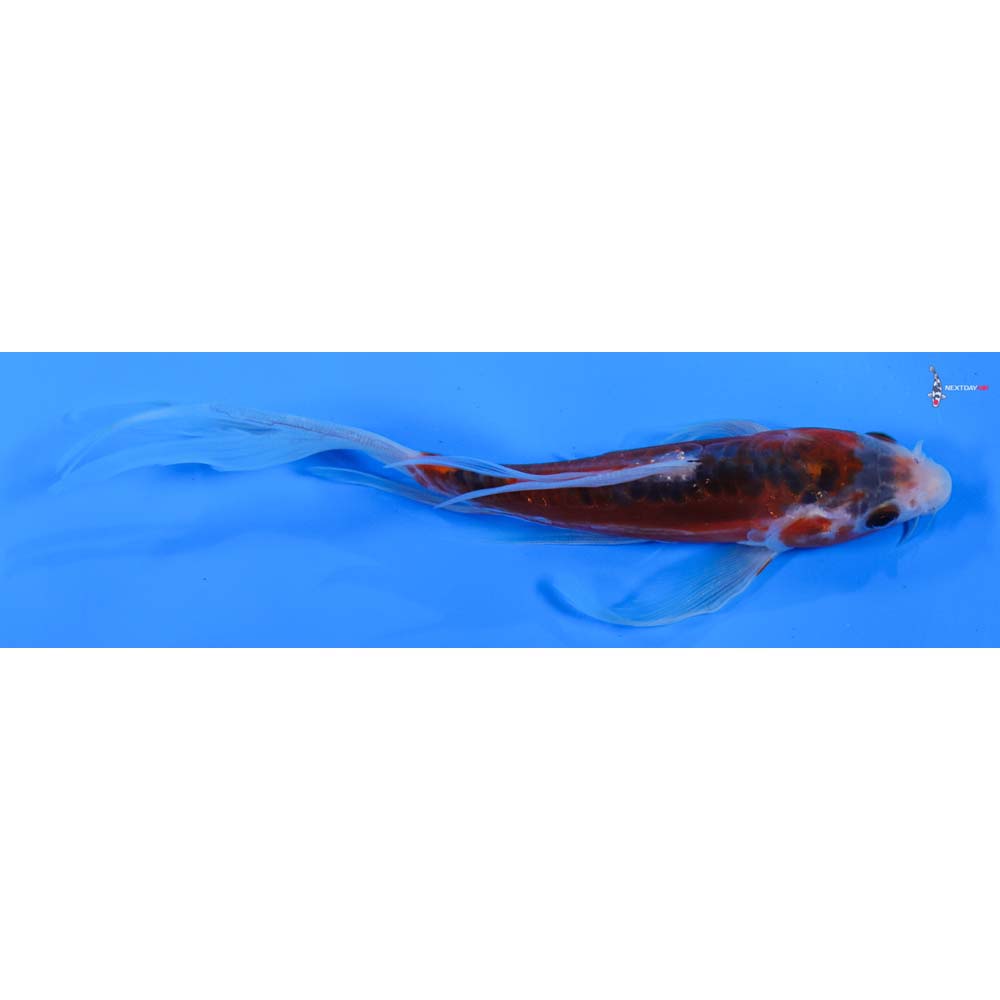 6” Imported Shusui Butterfly Koi