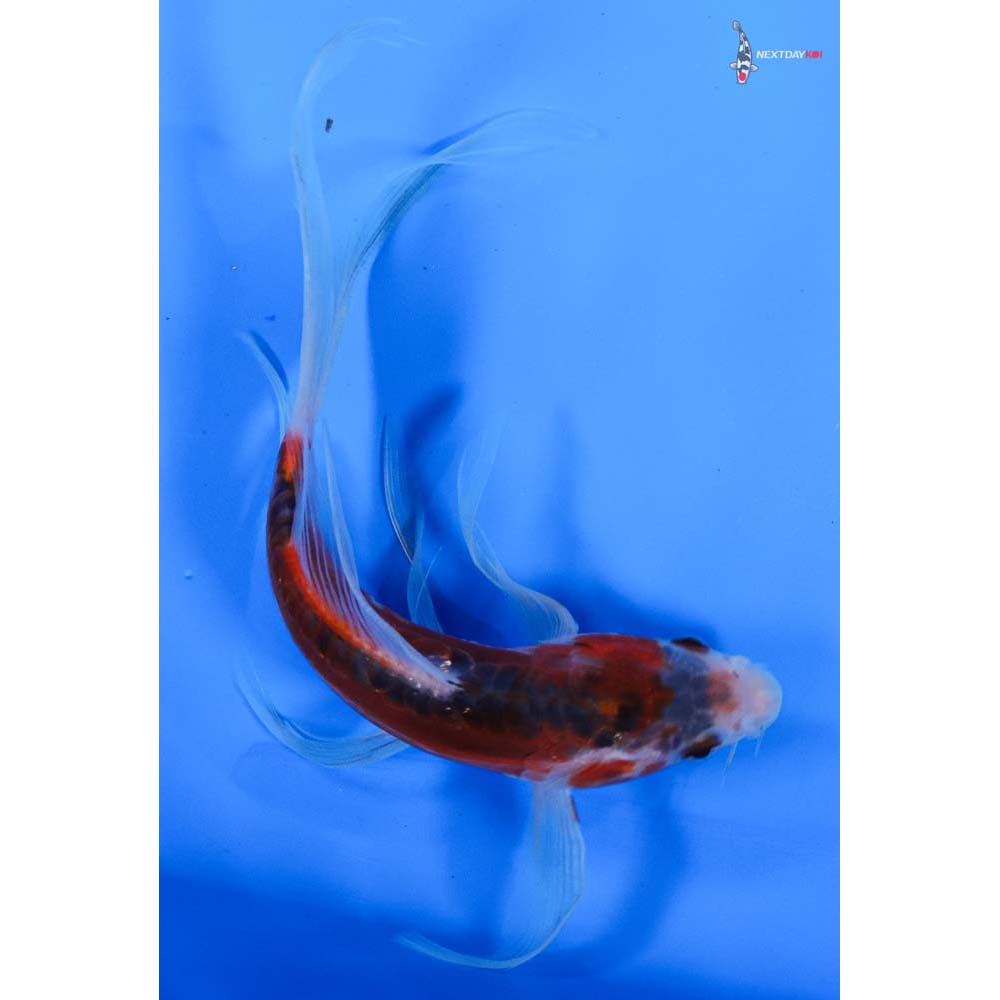 6” Imported Shusui Butterfly Koi