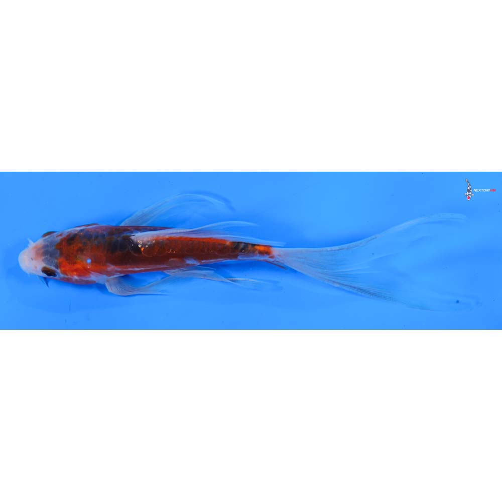 6” Imported Shusui Butterfly Koi