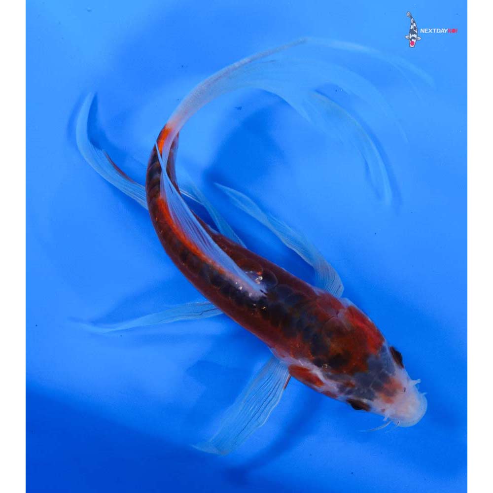 6” Imported Shusui Butterfly Koi