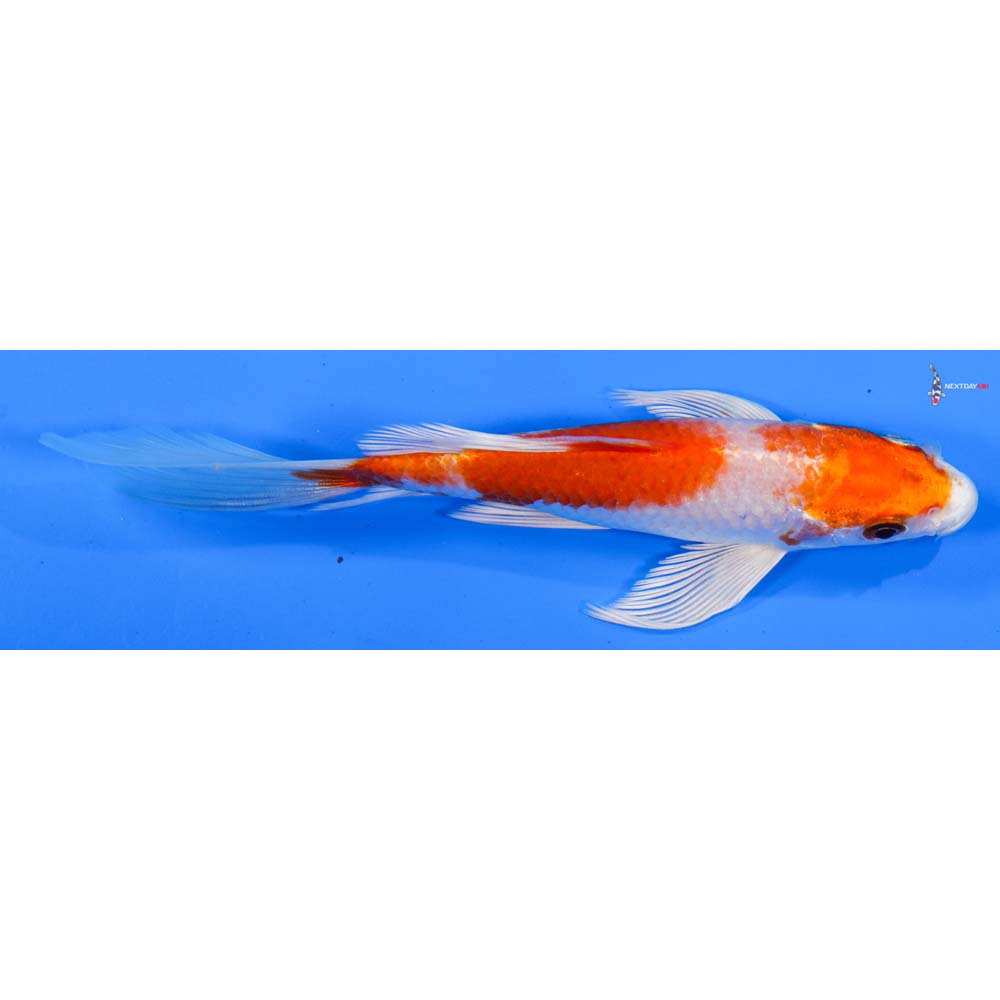 6” Imported Hariwake Butterfly Koi