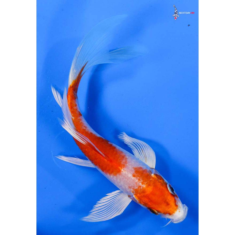 6” Imported Hariwake Butterfly Koi