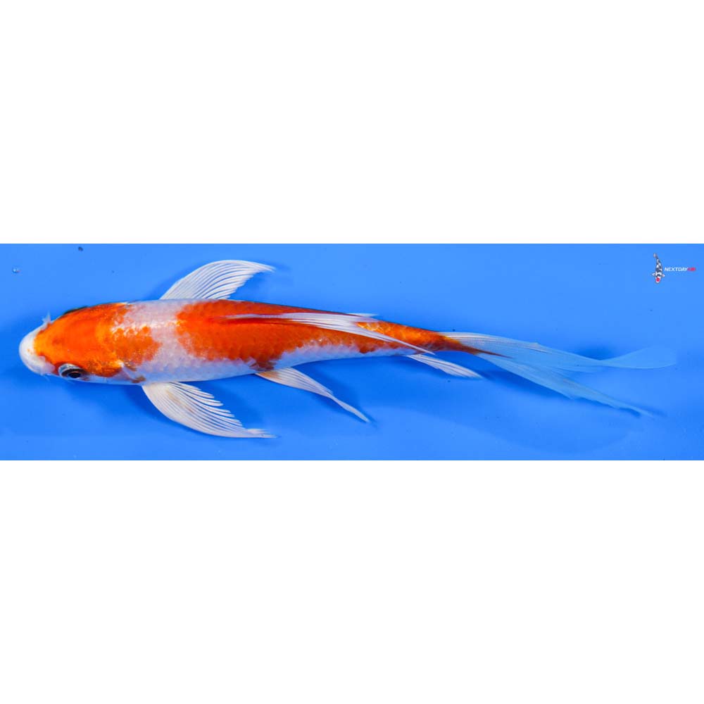 6” Imported Hariwake Butterfly Koi