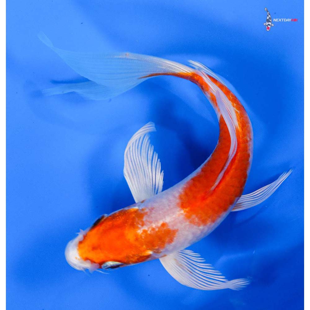 6” Imported Hariwake Butterfly Koi