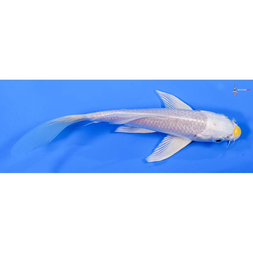 6” Imported Lemon Hariwake Butterfly Koi