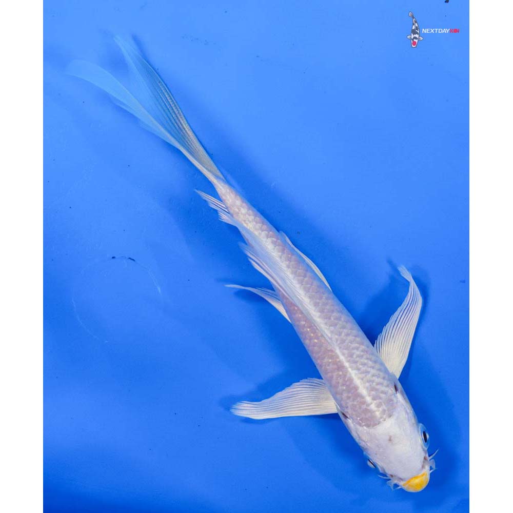 6” Imported Lemon Hariwake Butterfly Koi