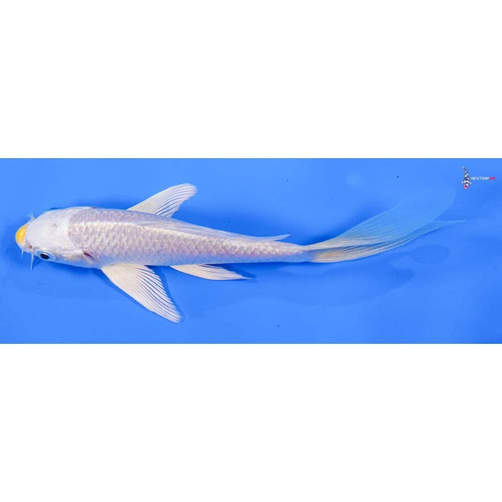 6” Imported Lemon Hariwake Butterfly Koi