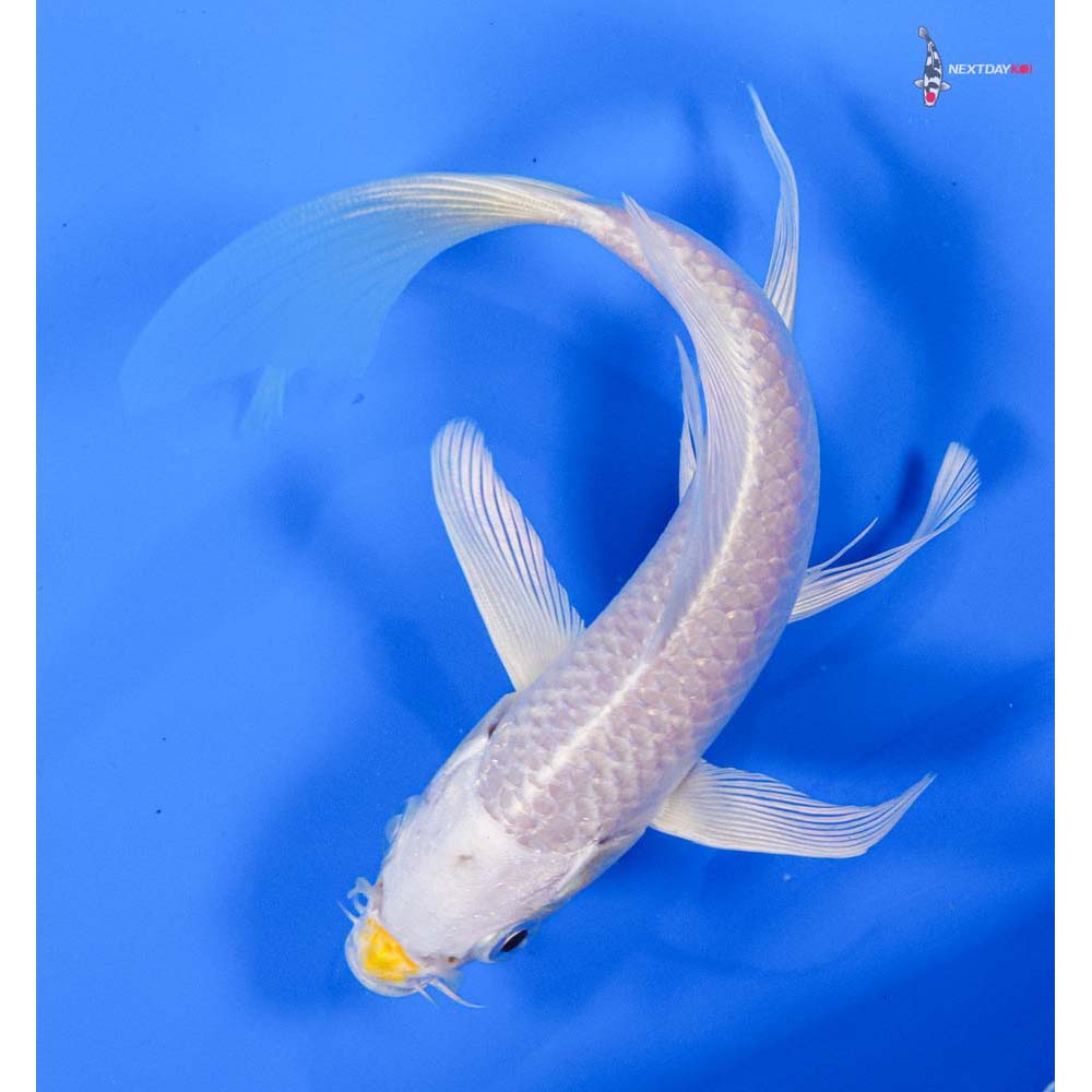 6” Imported Lemon Hariwake Butterfly Koi