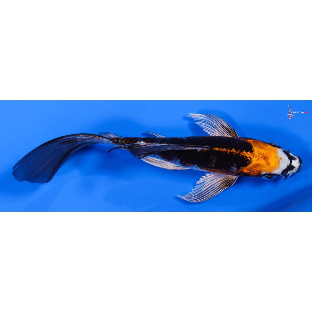 6” Imported Kujaku Butterfly Koi
