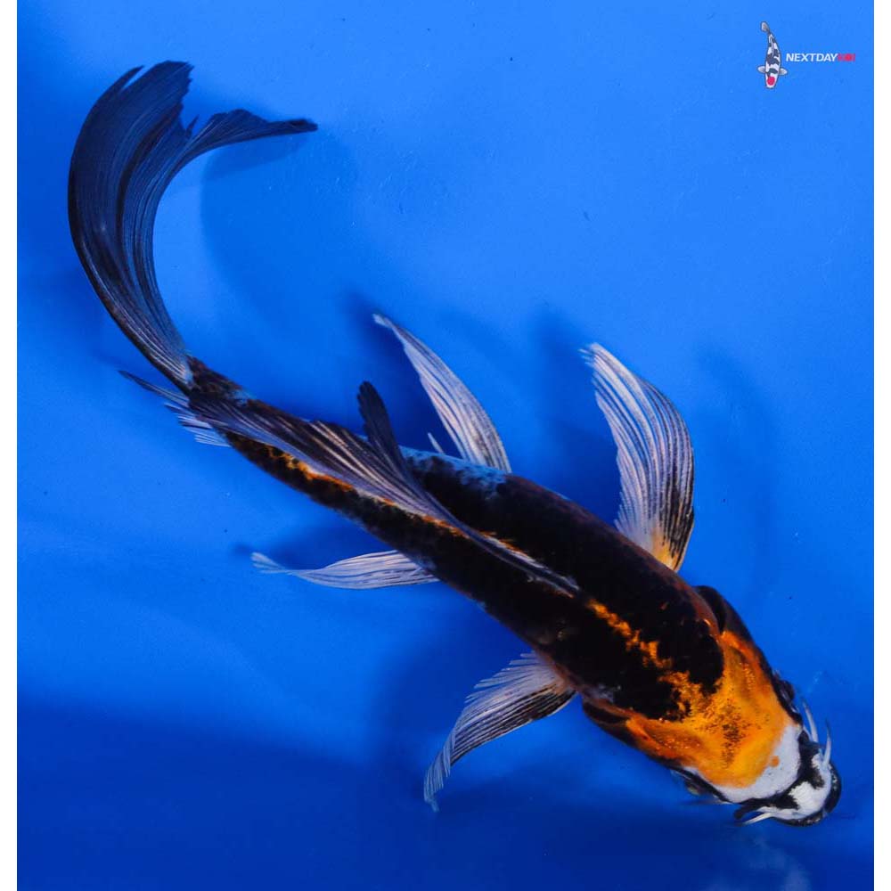 6” Imported Kujaku Butterfly Koi