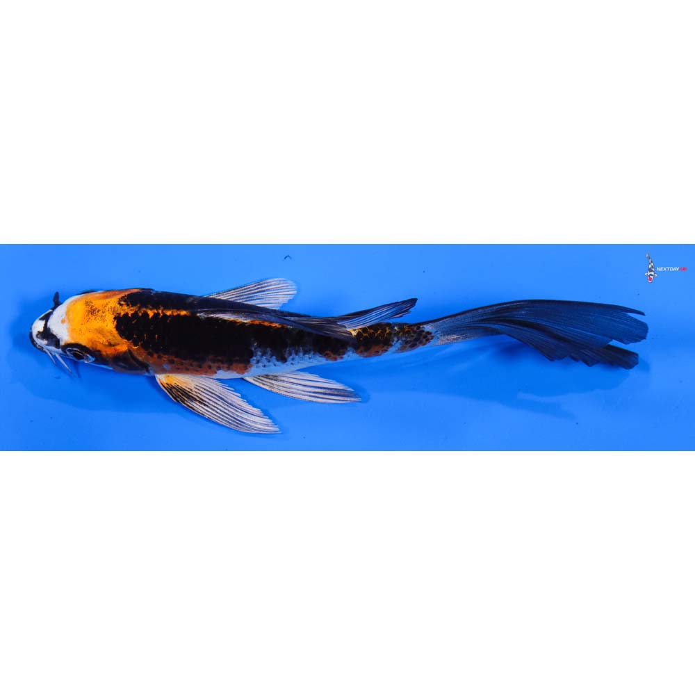 6” Imported Kujaku Butterfly Koi