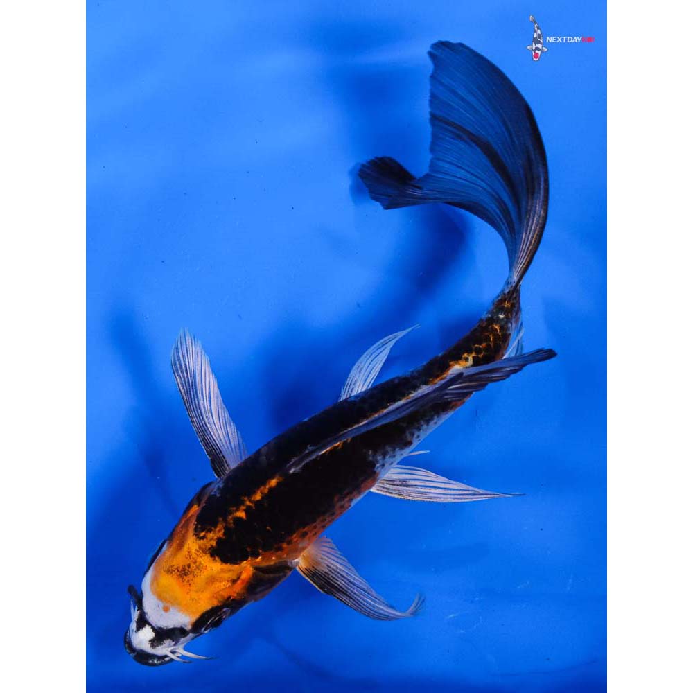 6” Imported Kujaku Butterfly Koi