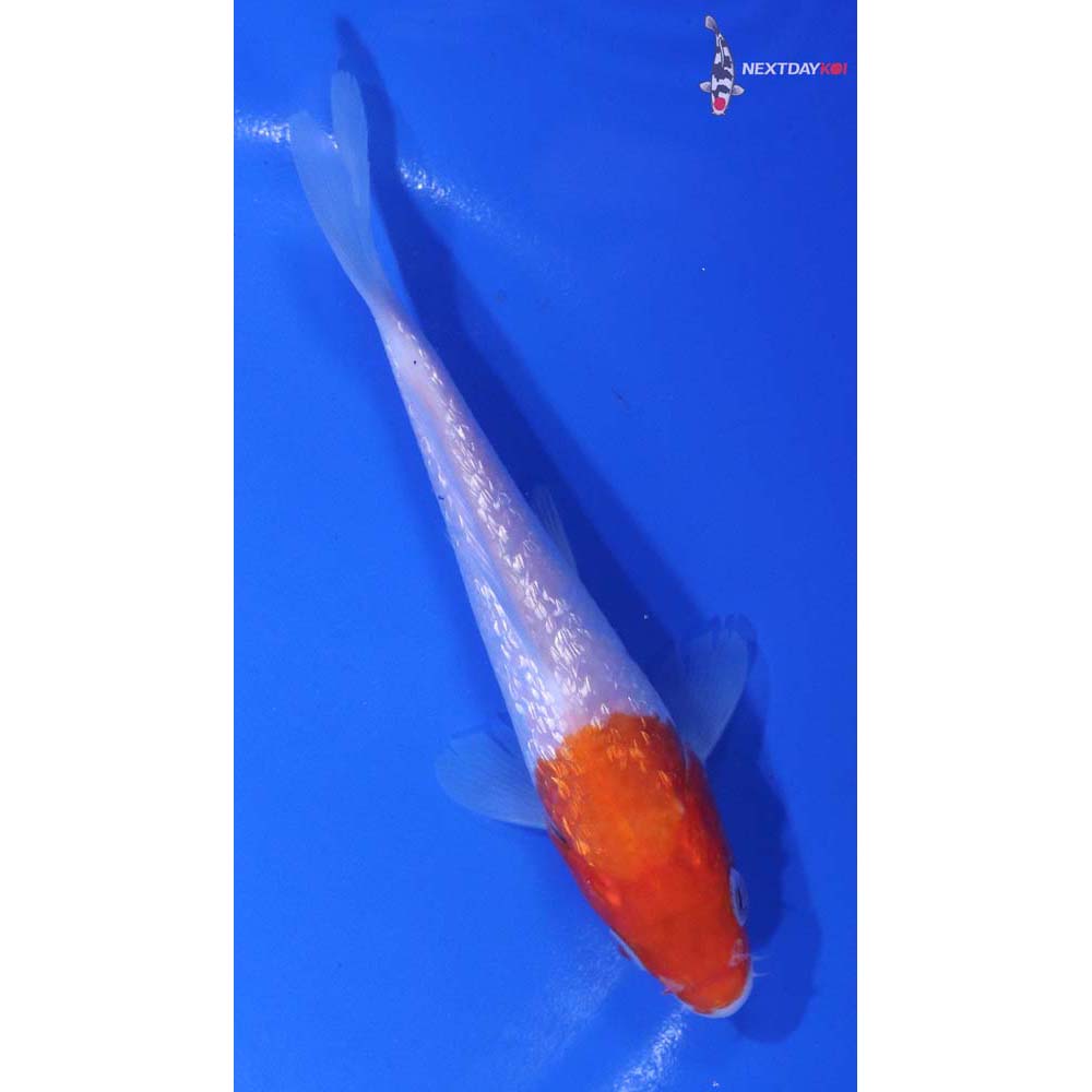 5” Imported Gin Rin Kohaku