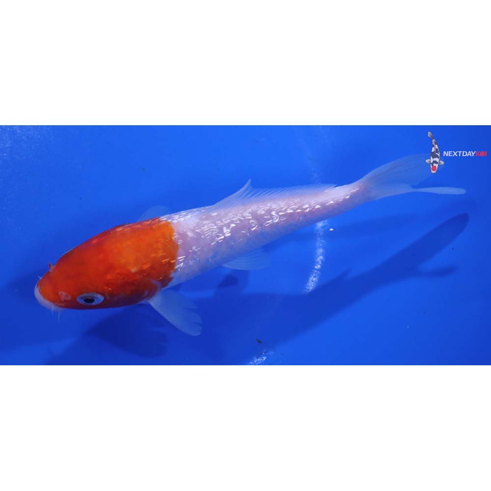 5” Imported Gin Rin Kohaku