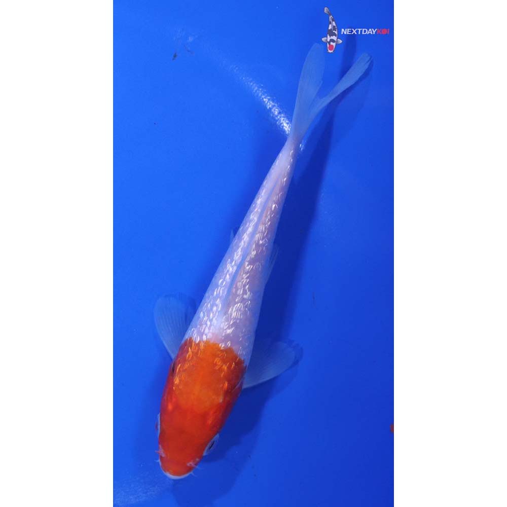 5” Imported Gin Rin Kohaku