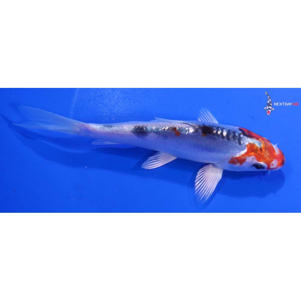 5” Imported Doitsu Blue Kujaku