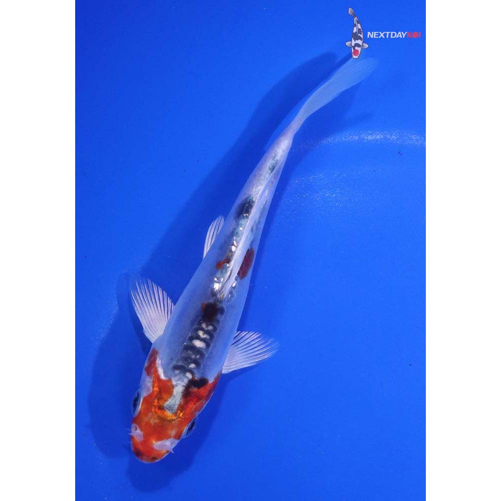 5” Imported Doitsu Blue Kujaku