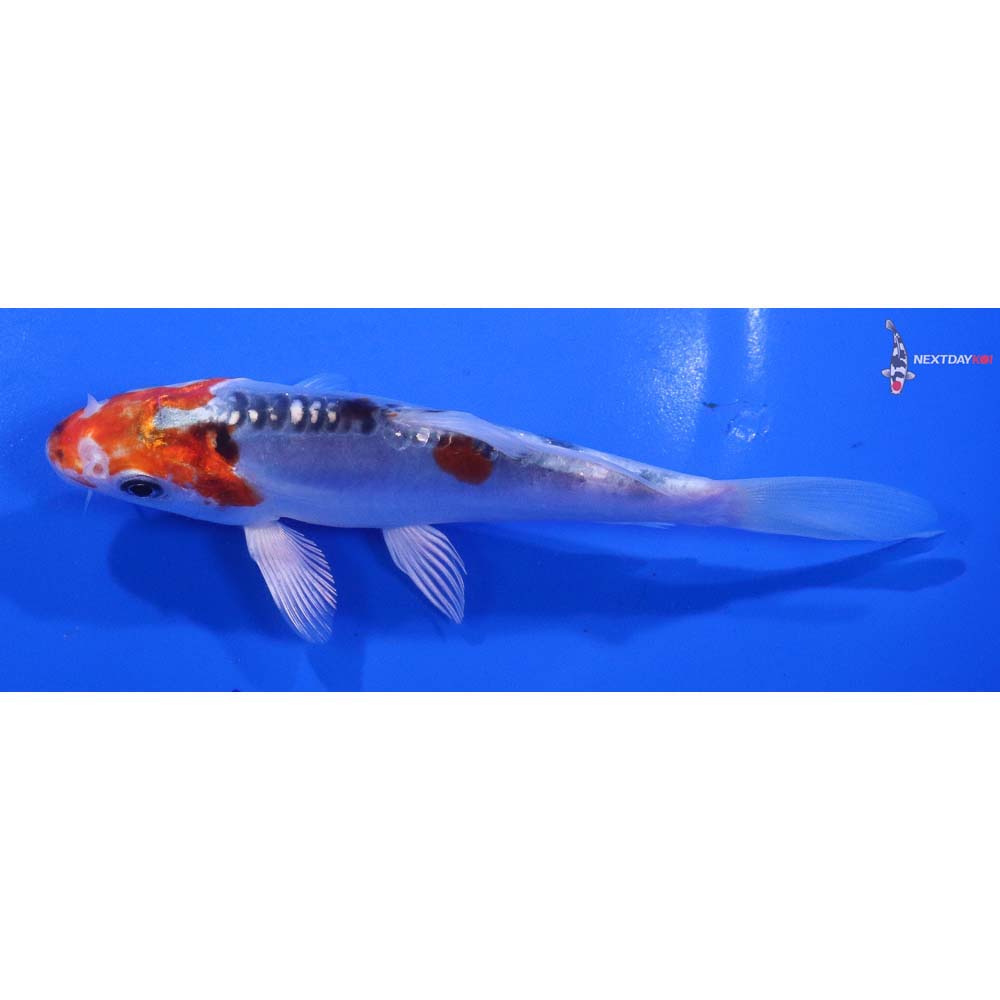 5” Imported Doitsu Blue Kujaku