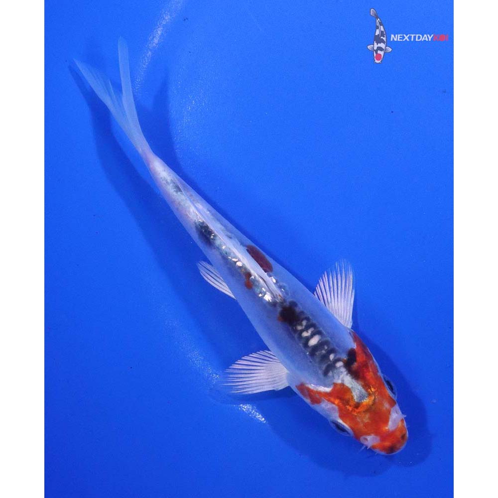 5” Imported Doitsu Blue Kujaku