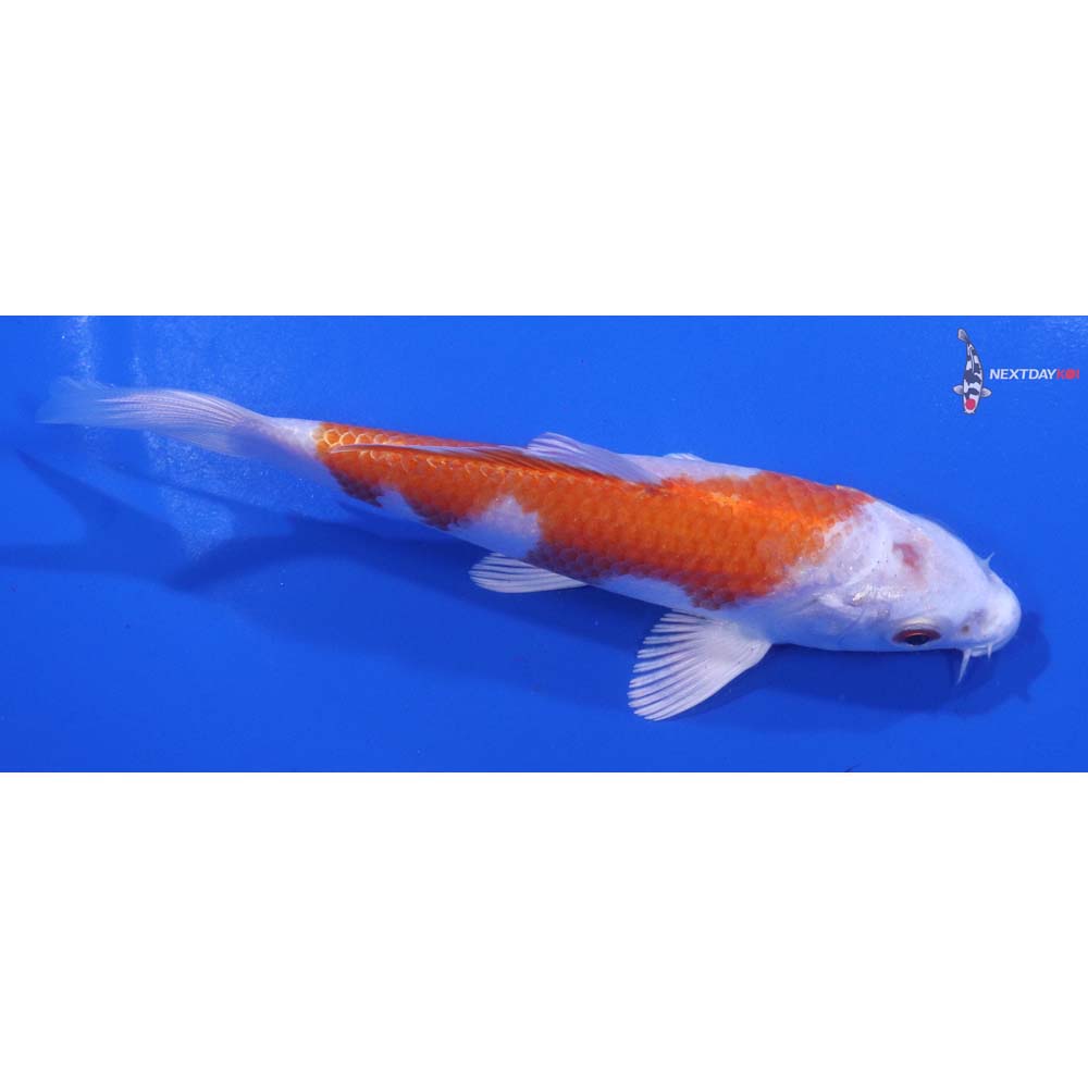 5” Imported Hariwake