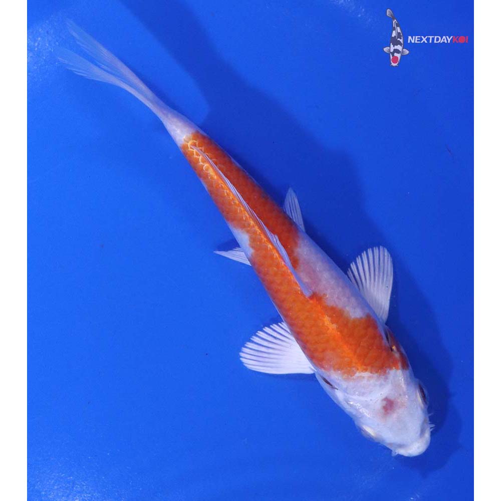 5” Imported Hariwake