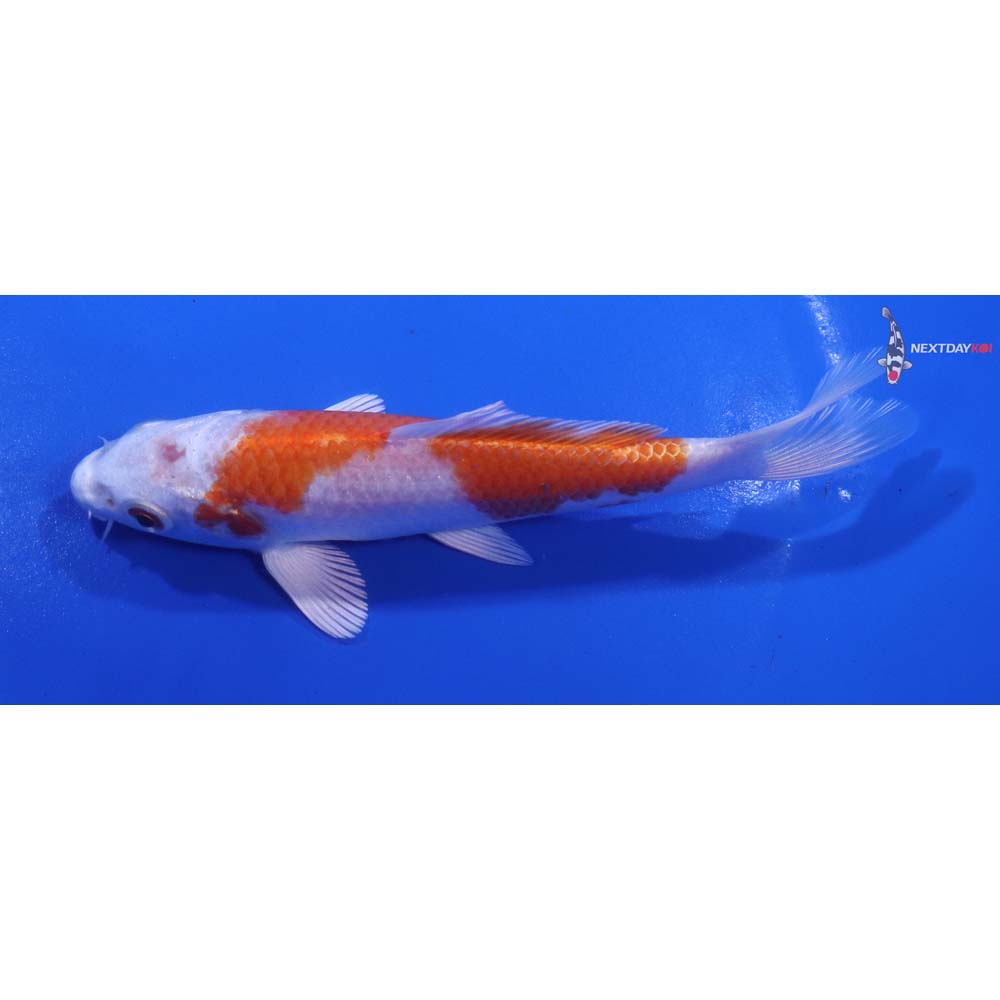 5” Imported Hariwake