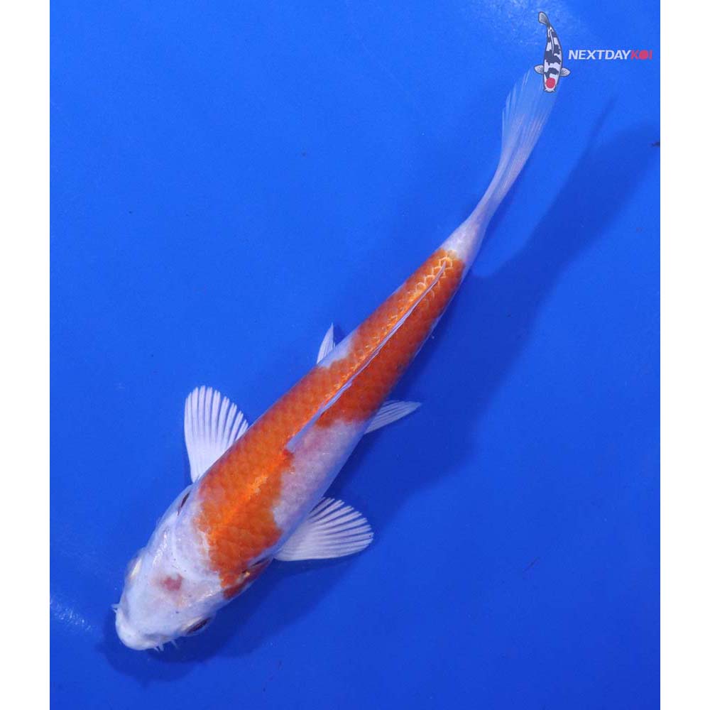 5” Imported Hariwake