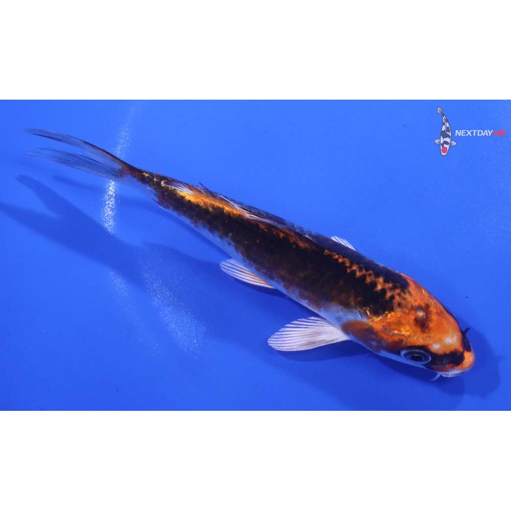 5.5” Imported Kujaku