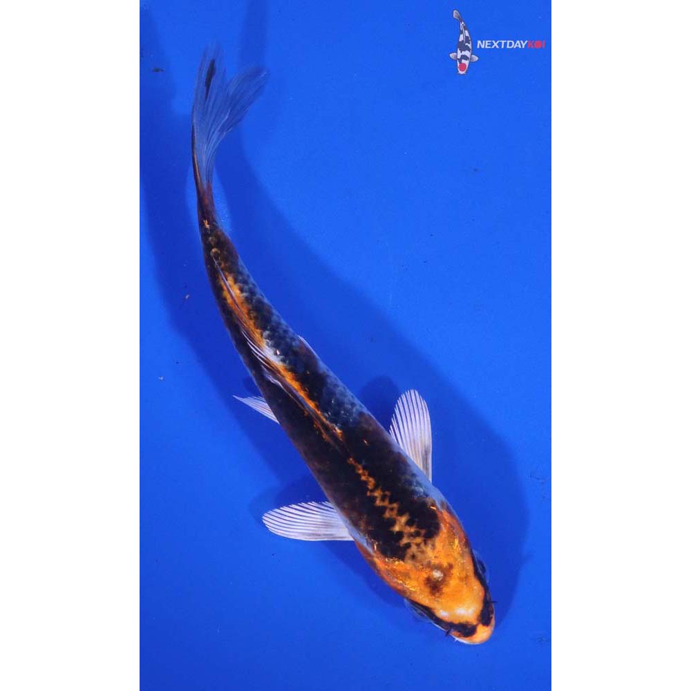 5.5” Imported Kujaku