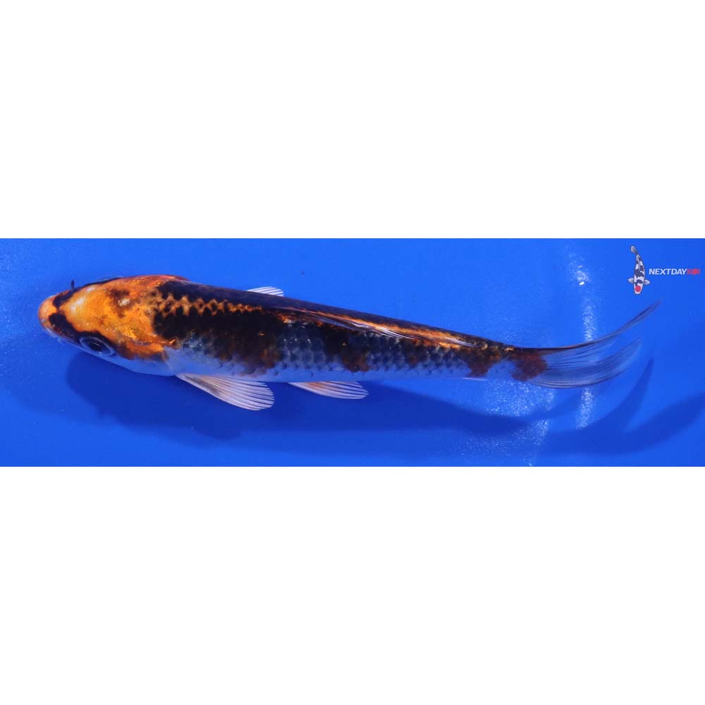 5.5” Imported Kujaku