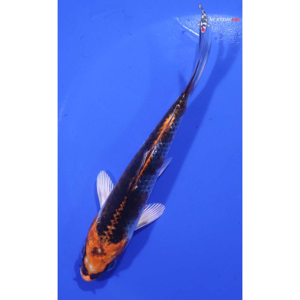 5.5” Imported Kujaku