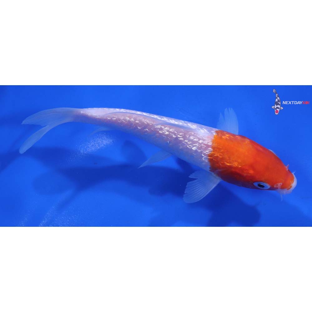 5” Imported Gin Rin Kohaku