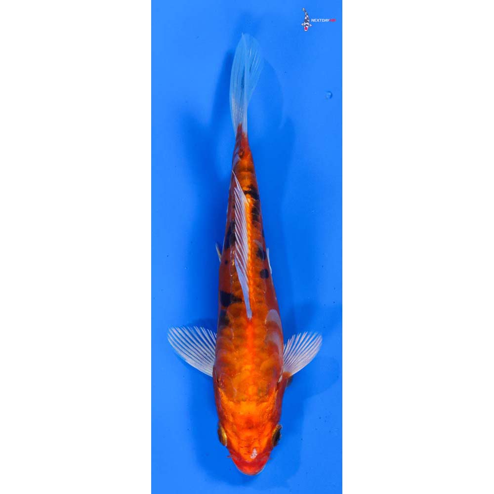 5” Imported Doitsu Kin Aka Bekko