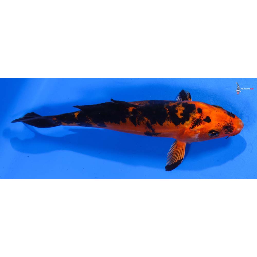 5.5” Imported Doitsu Kin Aka Bekko